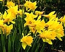 Daffodils 3.jpg
